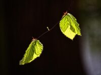 Boost Your Investment Returns: Top 5 High-Risk Strategies to Consider Now