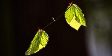 Boost Your Investment Returns: Top 5 High-Risk Strategies to Consider Now