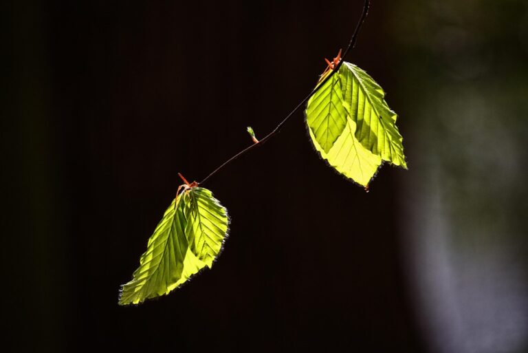 Boost Your Investment Returns: Top 5 High-Risk Strategies to Consider Now